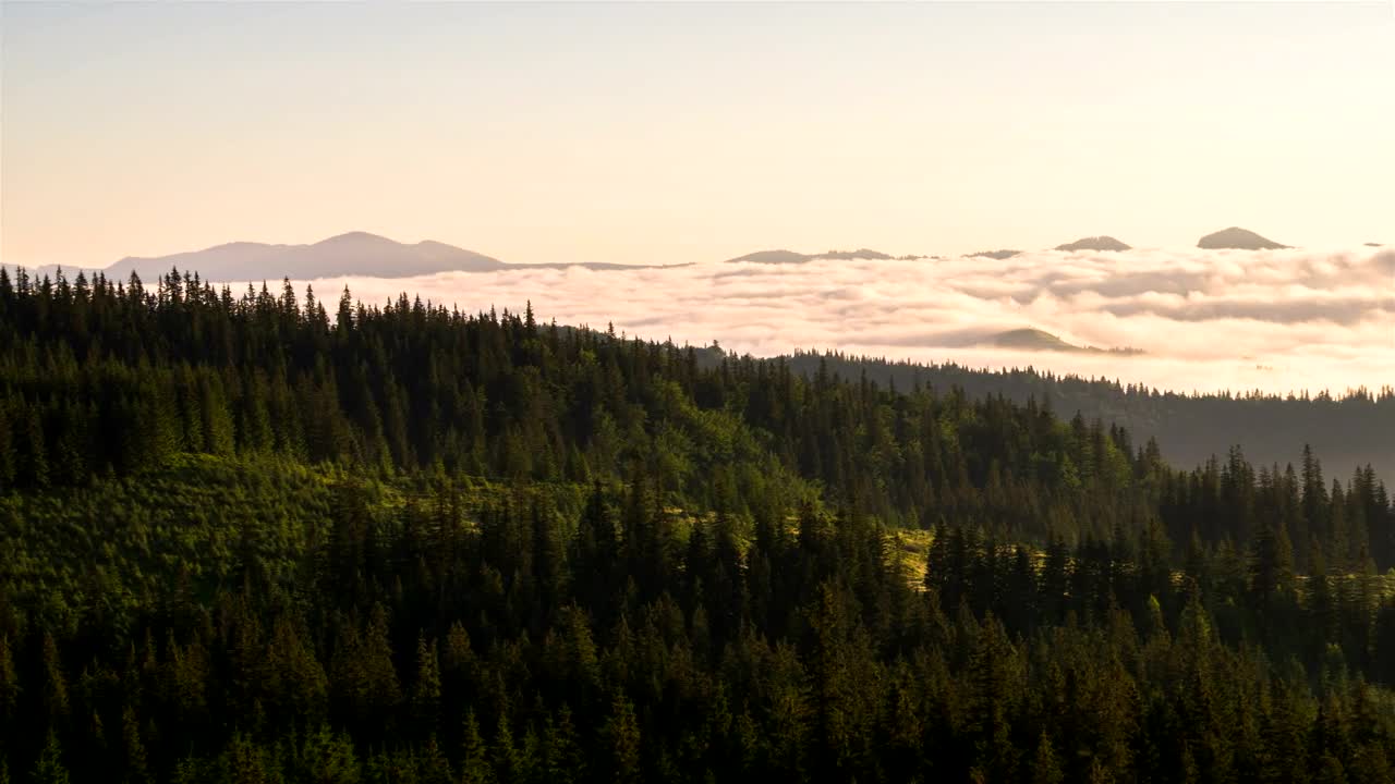 Free Video Stock the forest and mist in the morning Live Wallpaper