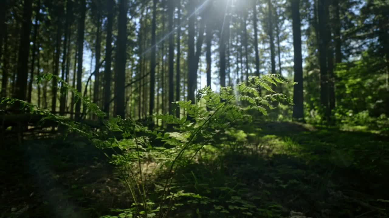 Free Video Stock the forest floor Live Wallpaper