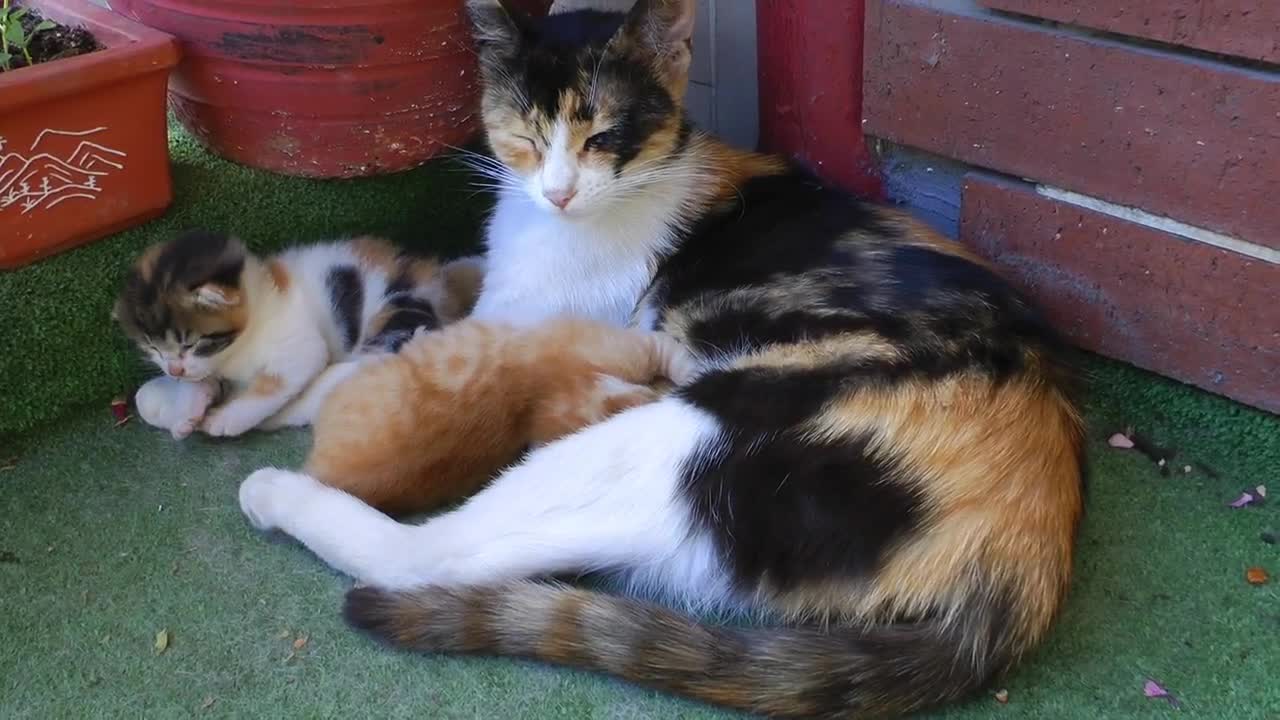 Free Video Stock the mother cat and her young Live Wallpaper