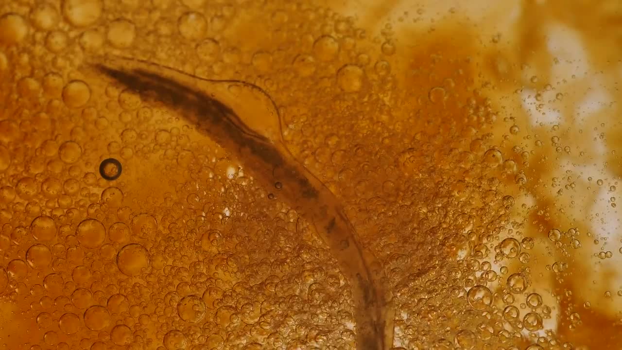 Free Video Stock thick bacterial yellow liquid Live Wallpaper