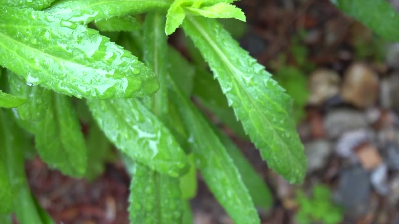 Free Video Stock thin green tree leaves in the forest Live Wallpaper