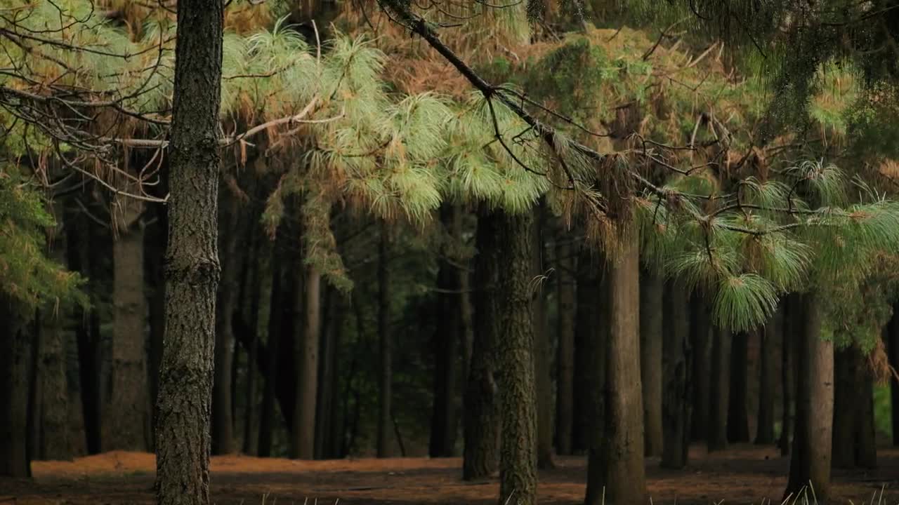 Free Video Stock thin tall trees Live Wallpaper