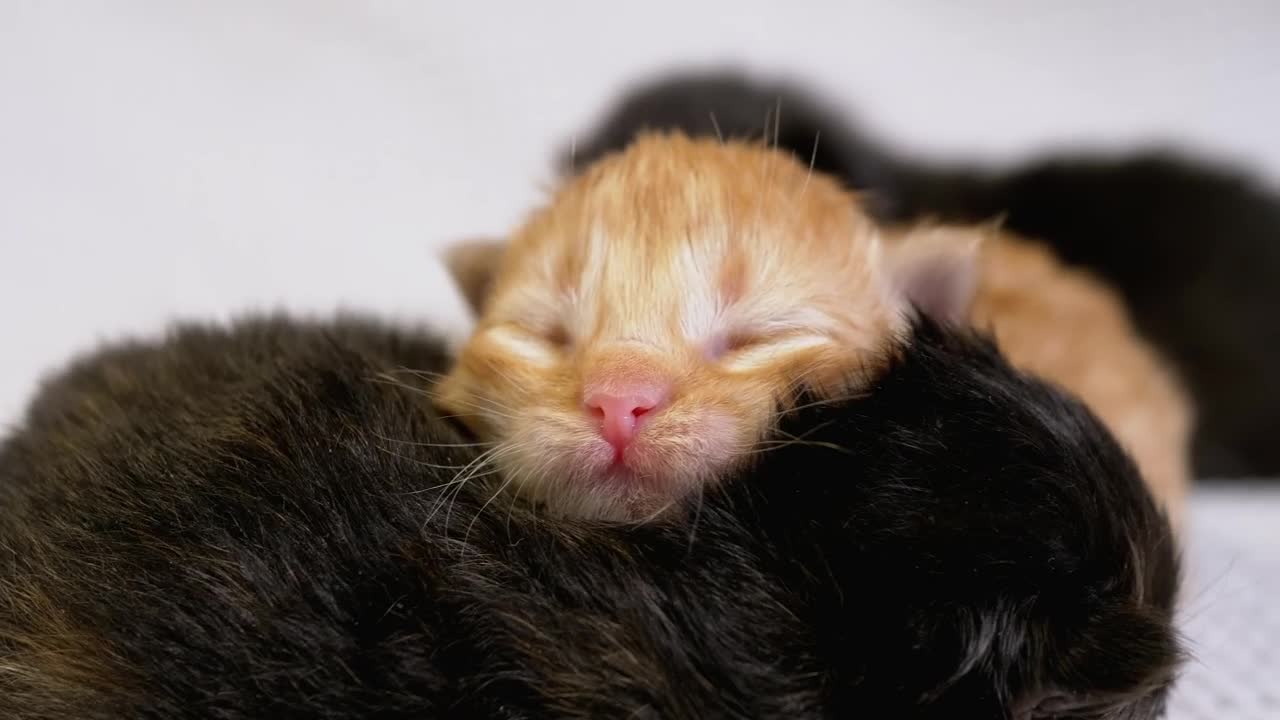 Free Video Stock three newborn cats Live Wallpaper