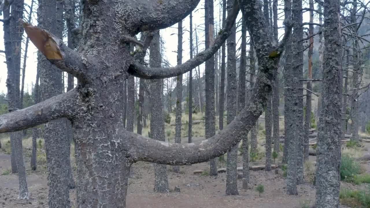 Free Video Stock through a forest among the trees Live Wallpaper