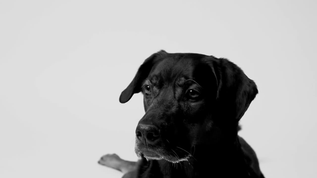 Free Video Stock throwing a treat to a dog Live Wallpaper