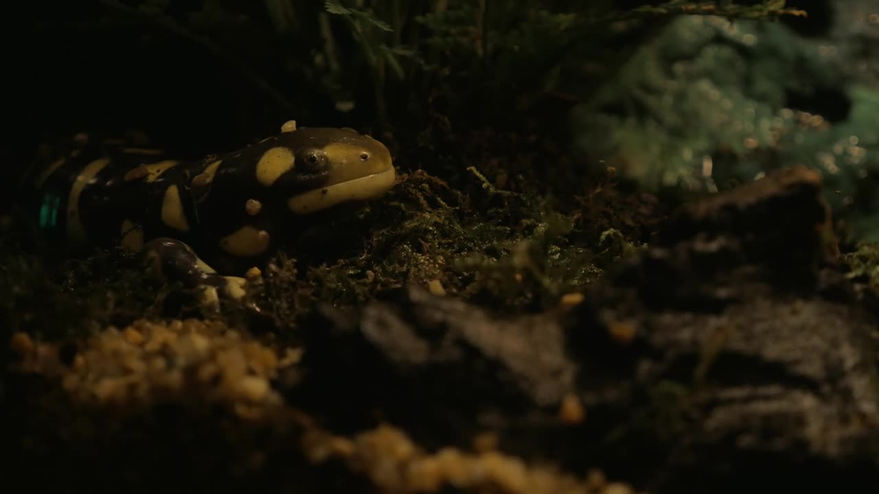 Free Video Stock tiger salamander in an aquarium Live Wallpaper
