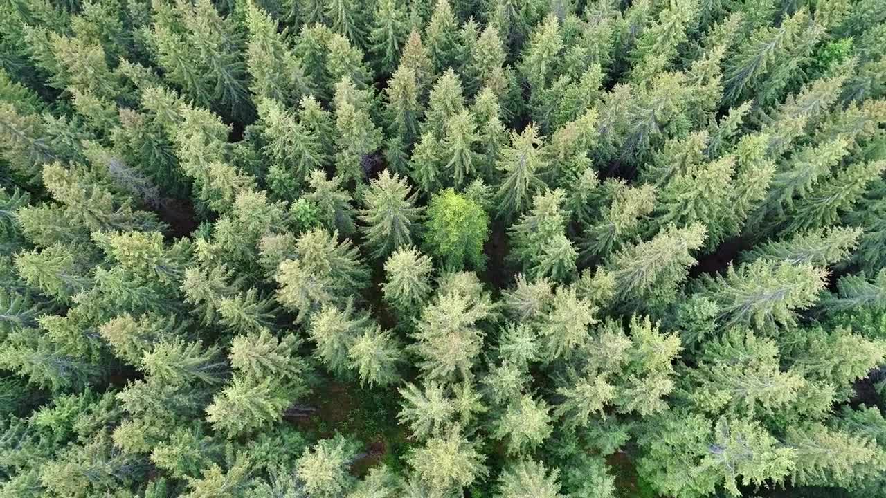 Free Video Stock tilt aerial shot in a pine forest near a village Live Wallpaper