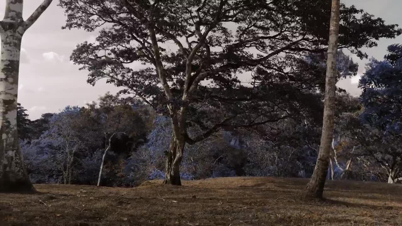 Free Video Stock time lapse of blooming jacarandas trees at a forest Live Wallpaper