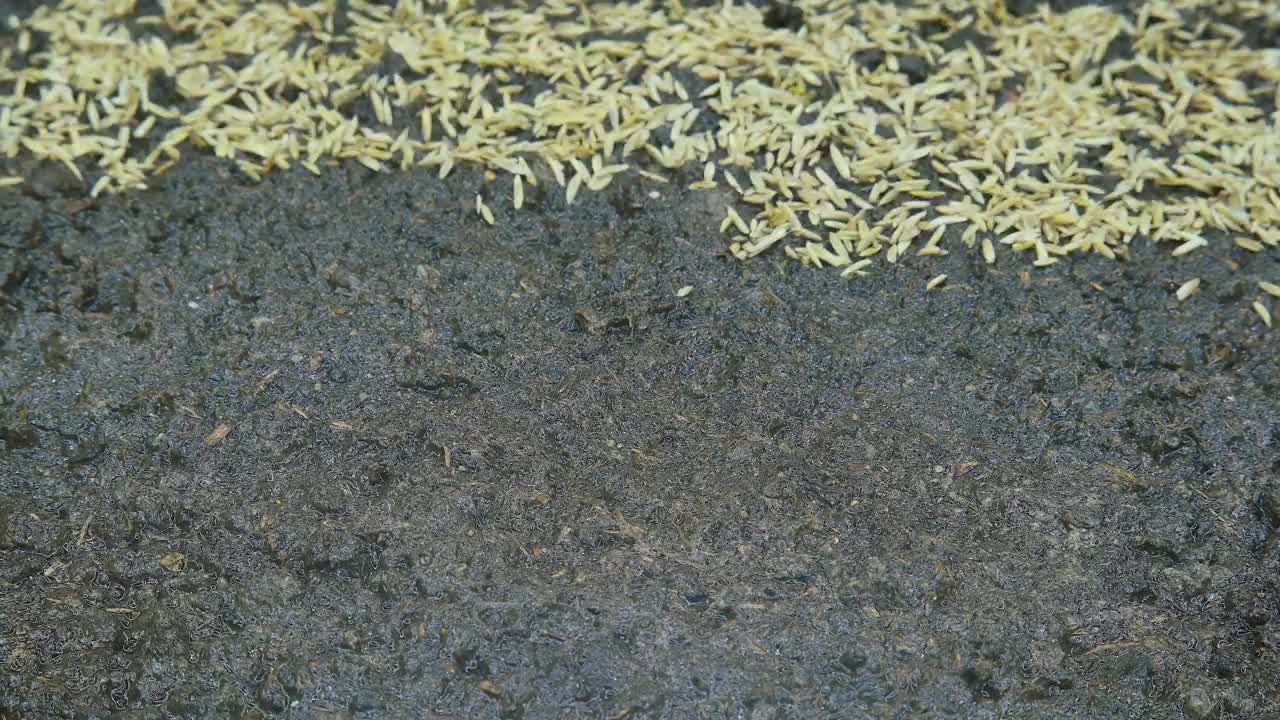 Free Video Stock time lapse of growing grass Live Wallpaper