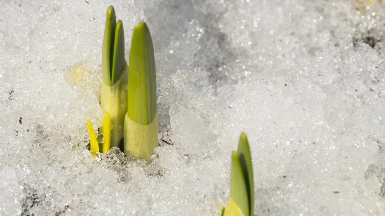 Free Video Stock time lapse of melting snow in the ground Live Wallpaper
