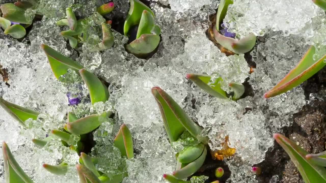 Free Video Stock time lapse shot of melting snow in the ground Live Wallpaper