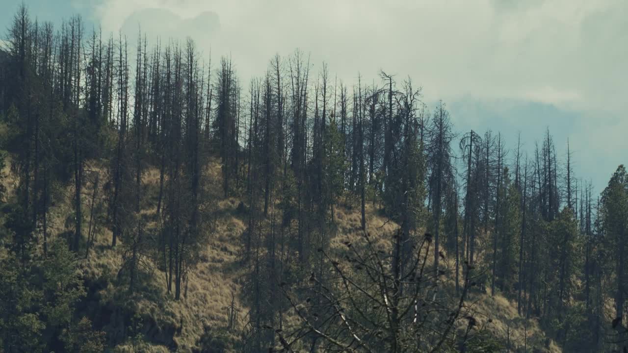 Free Video Stock timelapse of a forest during the afternoon Live Wallpaper
