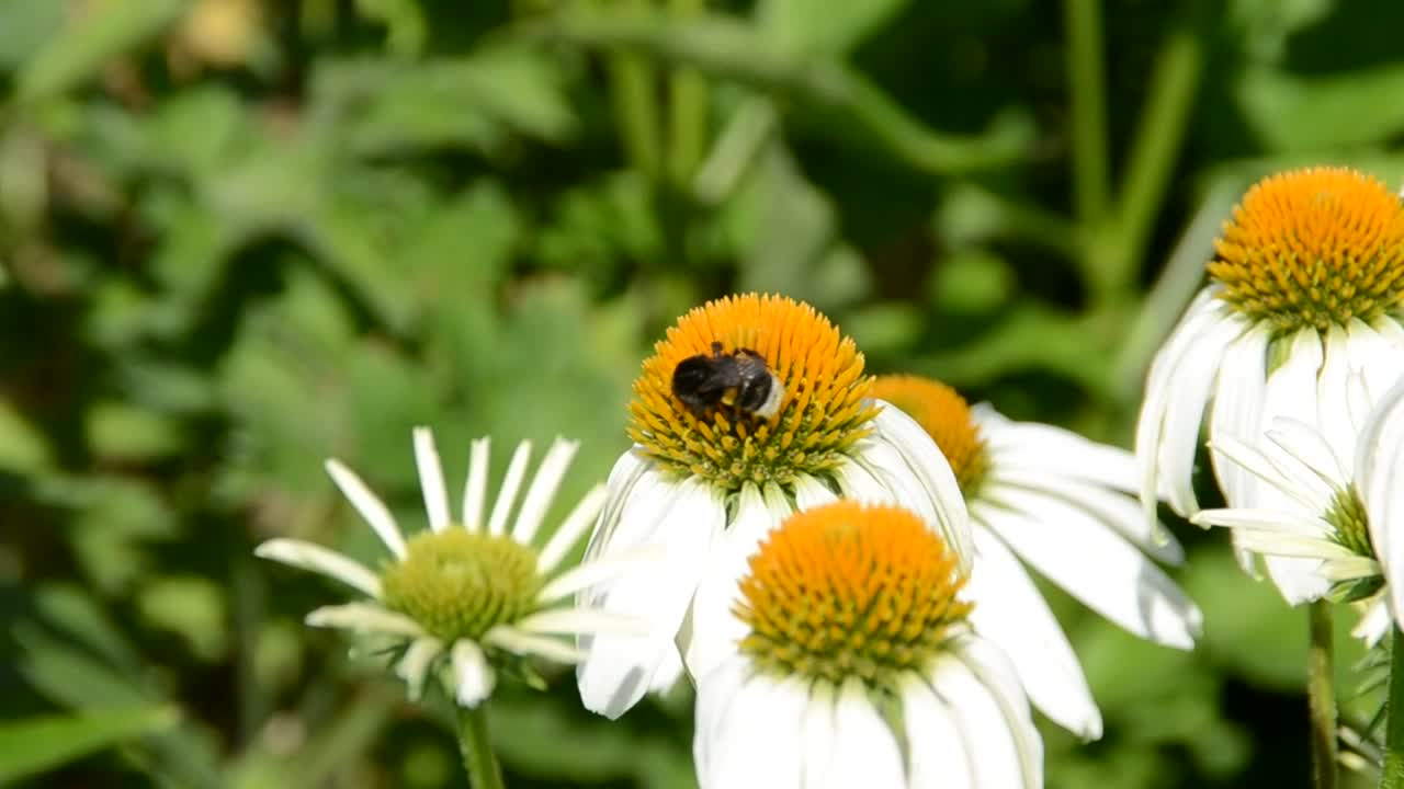 Free Video Stock tiny bumblebee on a flower Live Wallpaper