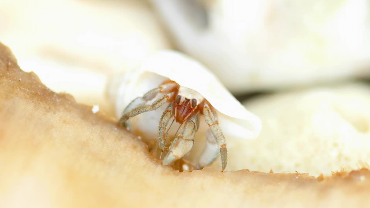 Free Video Stock tiny crab eating Live Wallpaper