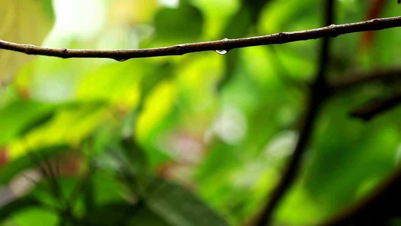 Free Video Stock tiny drops of rain on leaves Live Wallpaper
