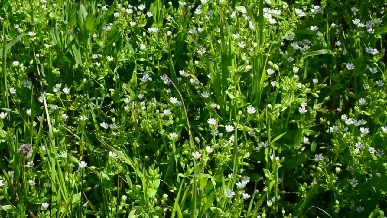 Free Video Stock tiny flowers growing in a field Live Wallpaper