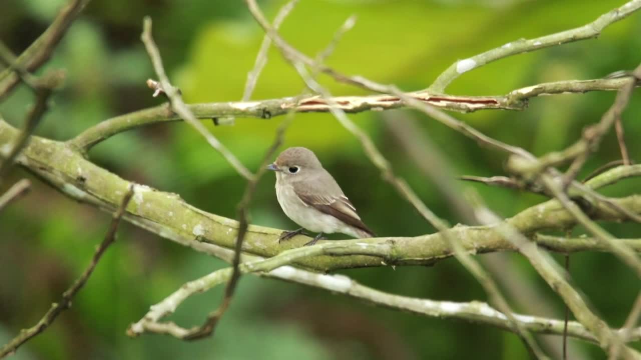 Free Video Stock tiny flycatcher on a branch Live Wallpaper