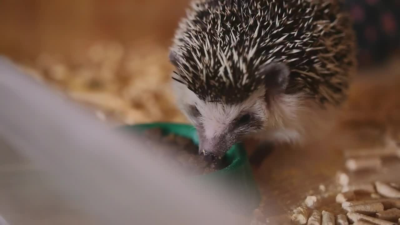 Free Video Stock tiny hedgehog eating from a bowl Live Wallpaper