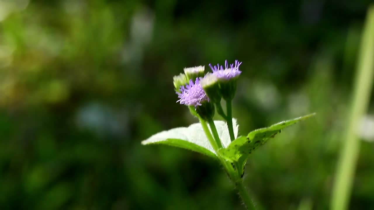Free Video Stock tiny insects on a garden plant Live Wallpaper