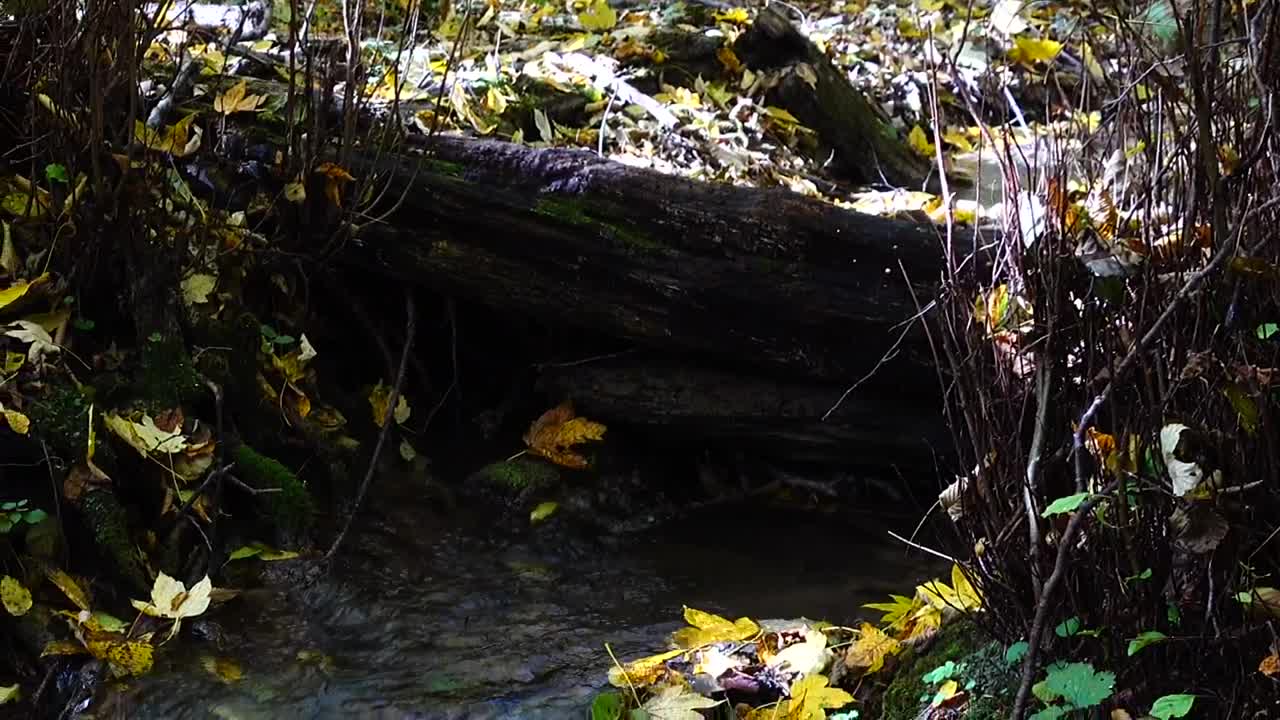 Free Video Stock tiny woodland stream Live Wallpaper