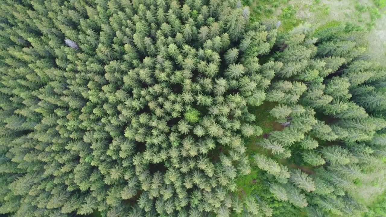 Free Video Stock tiro aéreo superior de pinos en el bosque Live Wallpaper