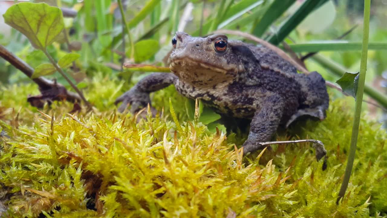 Free Video Stock toad in wet grass Live Wallpaper