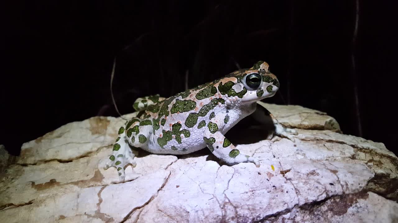 Free Video Stock toad with camouflage on a rock Live Wallpaper