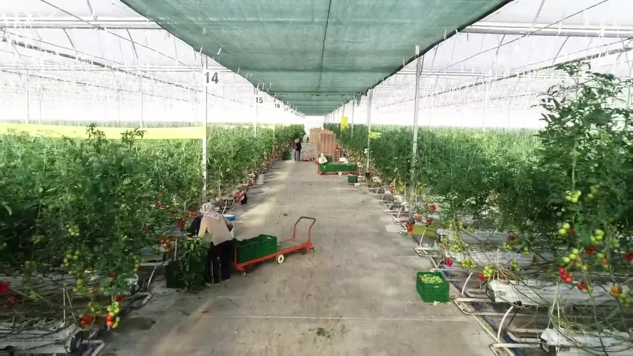 Free Video Stock tomato plants growing Live Wallpaper