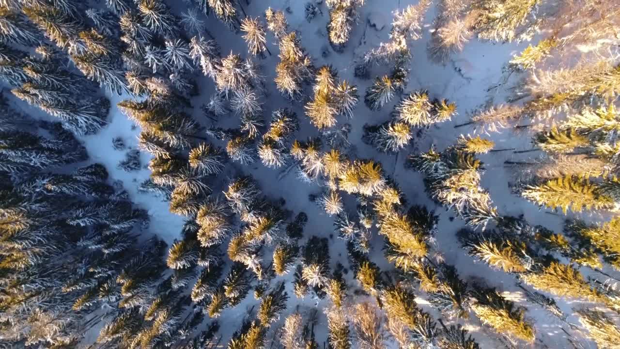 Free Video Stock top aerial shot of a snowy forest Live Wallpaper