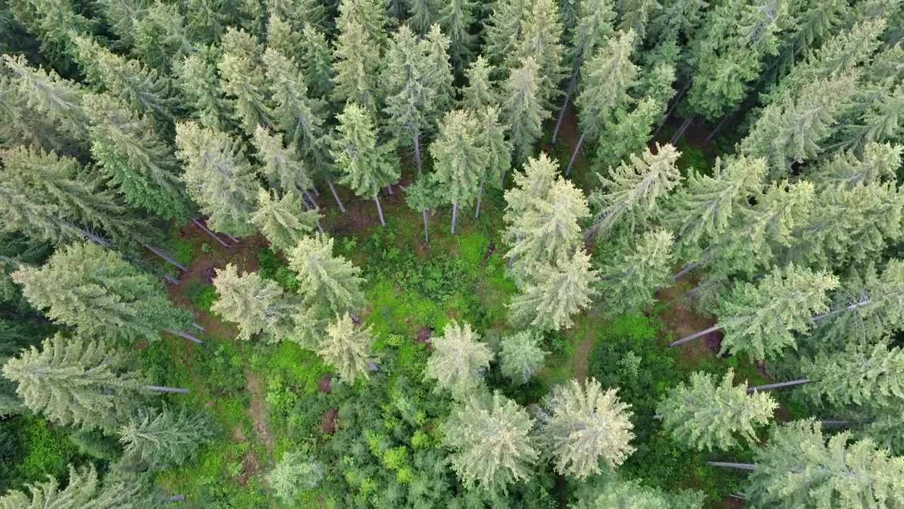 Free Video Stock top aerial shot of tall pine trees at a forest Live Wallpaper