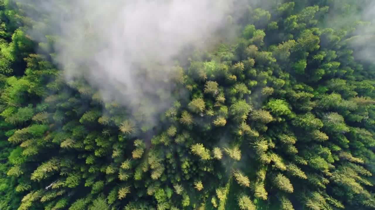 Free Video Stock top aerial view of a mist filled forest Live Wallpaper