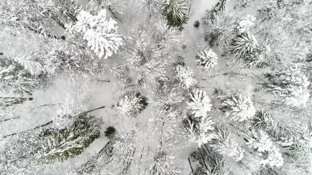Free Video Stock top aerial walk over a white frozen forest Live Wallpaper