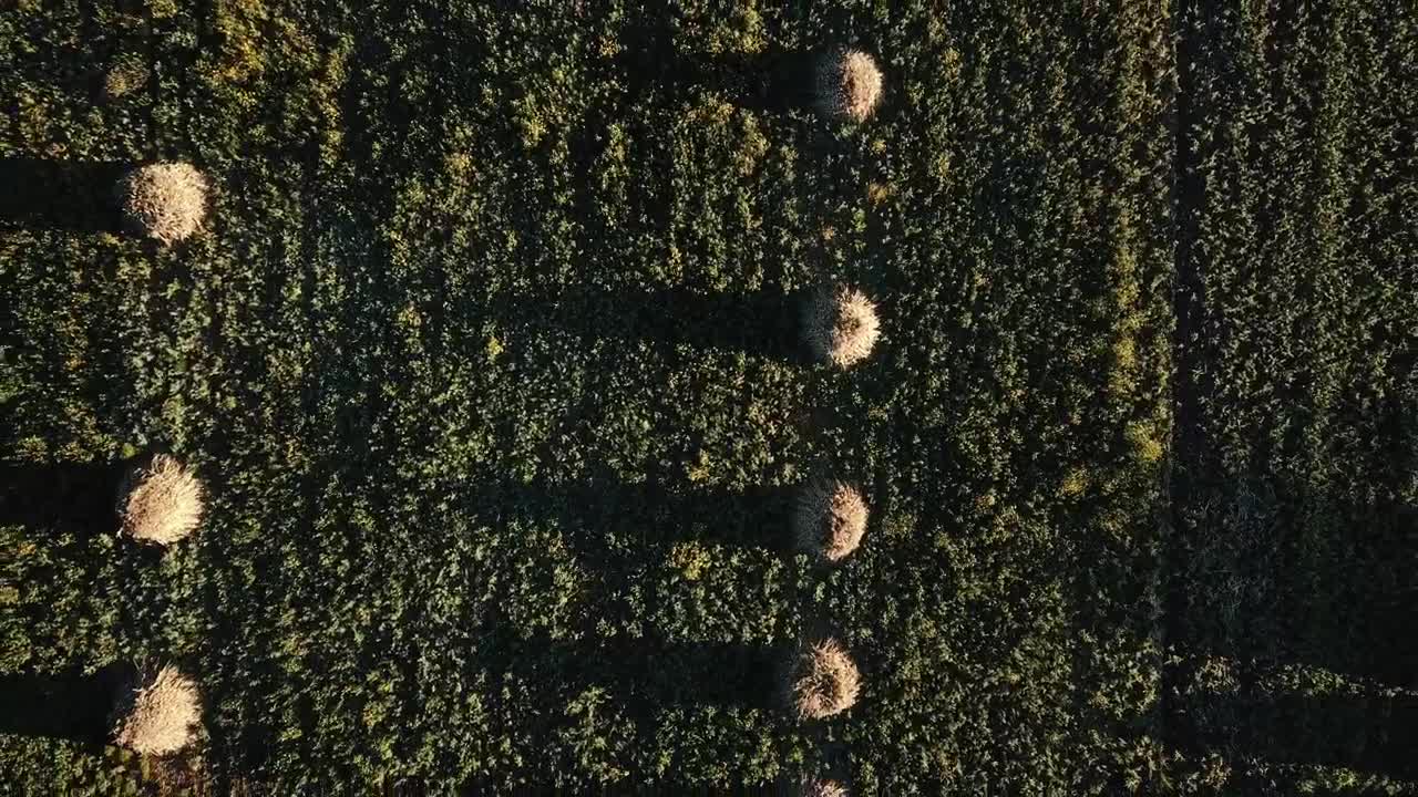 Free Video Stock top down aerial view of an agriculture field Live Wallpaper