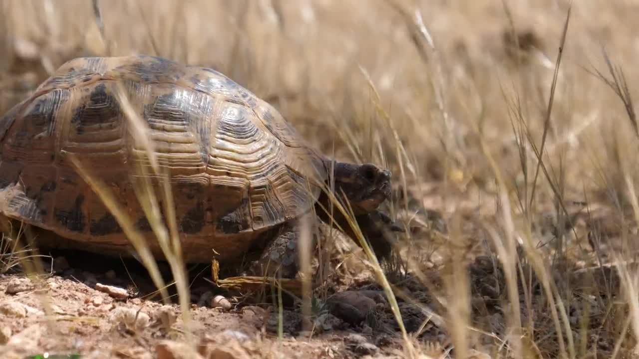 Free Video Stock tortoise walking through grass Live Wallpaper