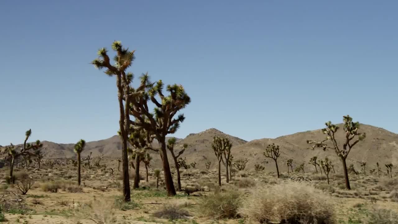 Free Video Stock tour in the desert Live Wallpaper