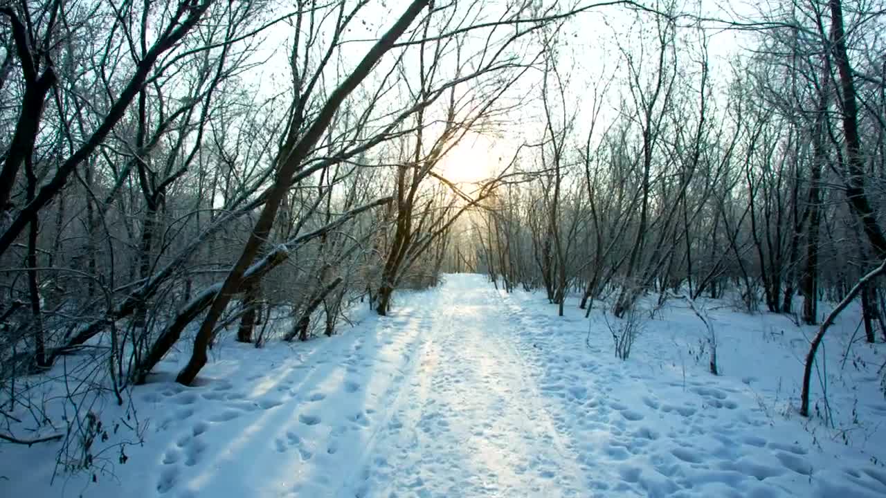 Free Video Stock tour trough the snow of a winter forest Live Wallpaper