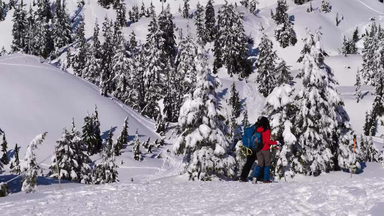 Free Video Stock tourists walking on the snow among pine trees Live Wallpaper