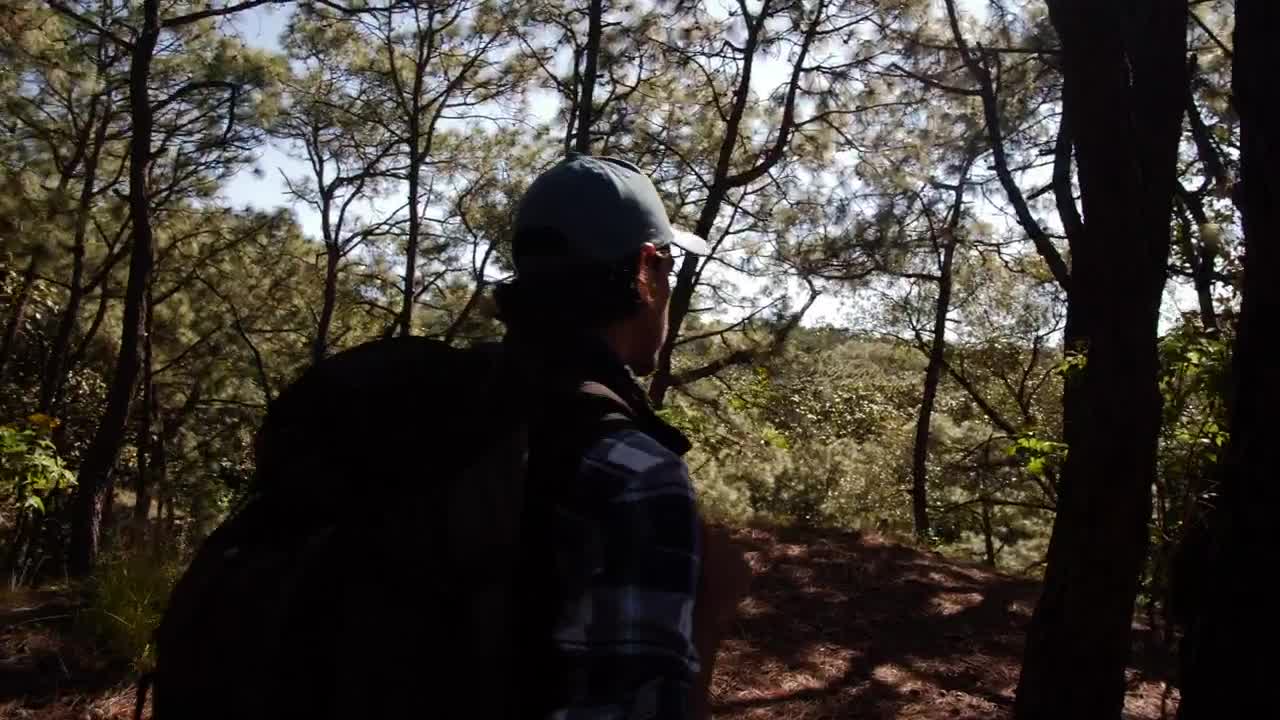 Free Video Stock tracking a man through the forest Live Wallpaper