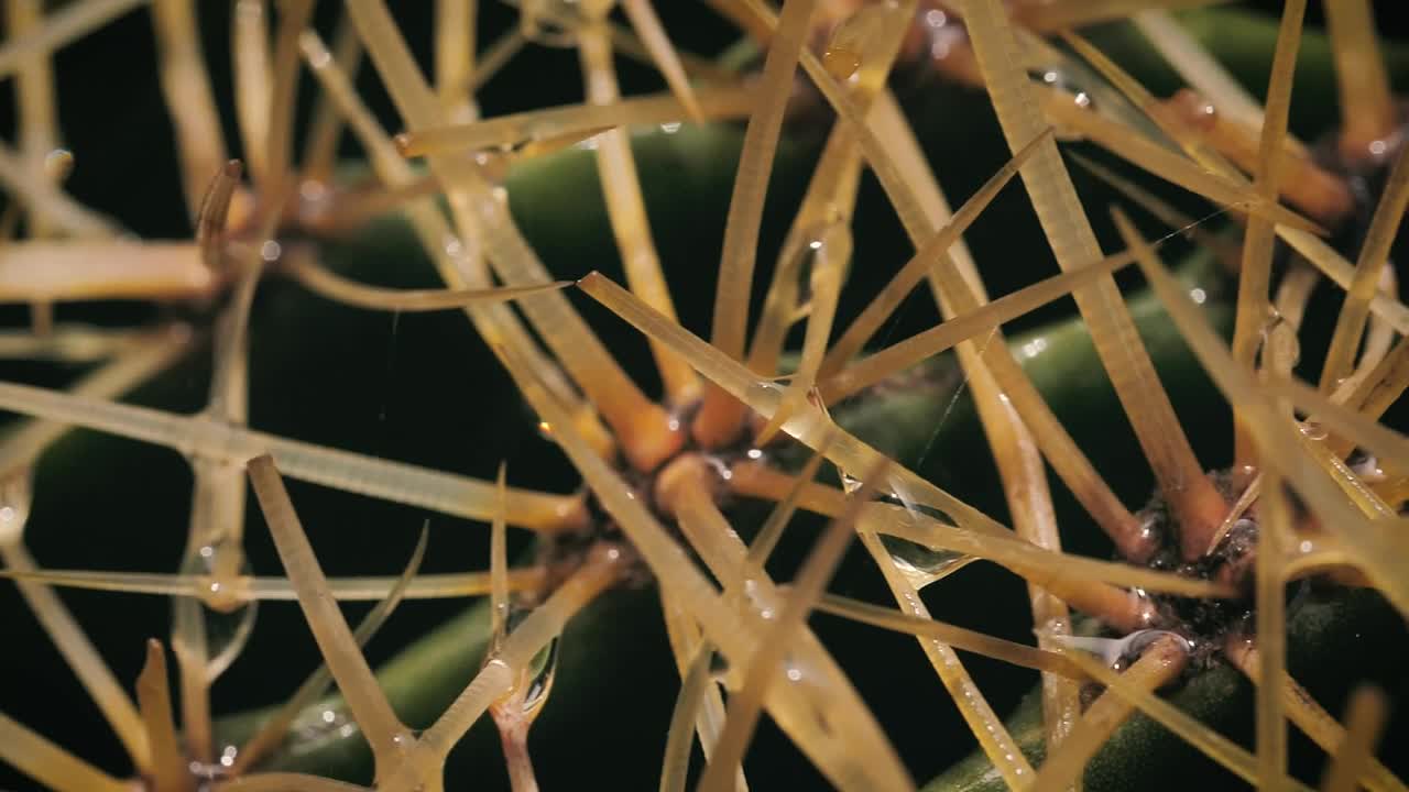 Free Stock Video Wet Cactus Macro Close Up Live Wallpaper