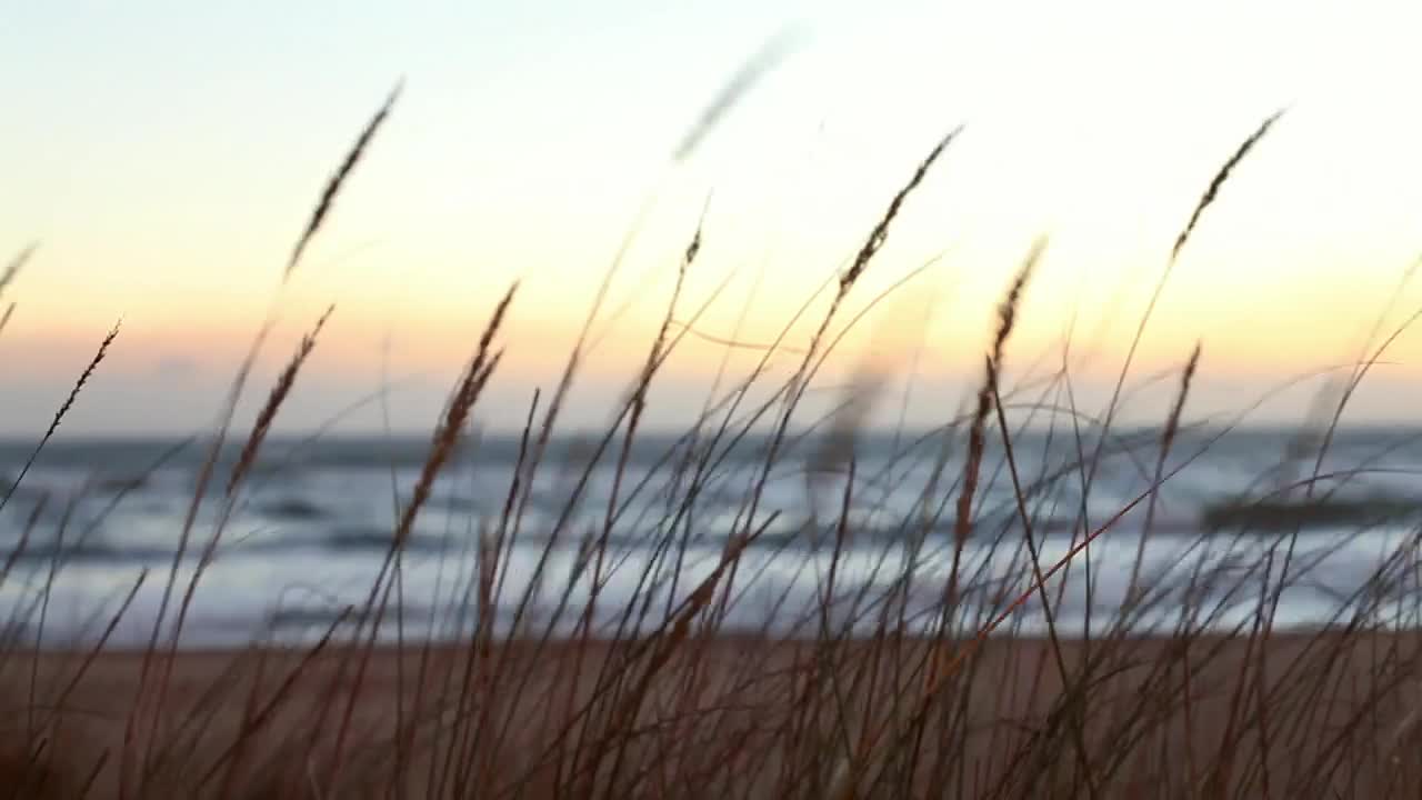 Free Stock Video Waves Reaching The Beach Behind Plants Live Wallpaper