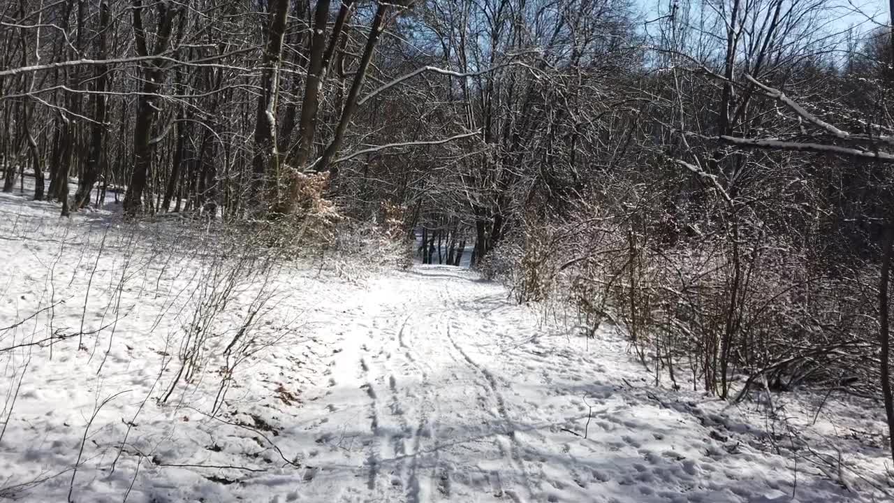 Free Stock Video Walking Through A Snow Dusted Forest Live Wallpaper