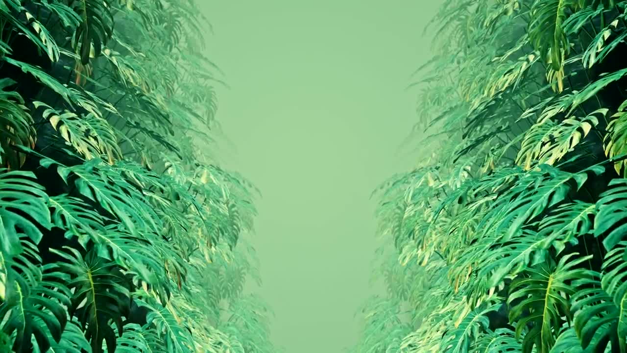 Free Stock Video Walking Among Leaves Of Swiss Cheese Plants Live Wallpaper