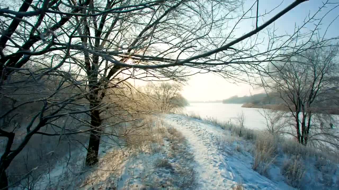 Free Stock Video Walking A Path In A Frozen Forest Live Wallpaper