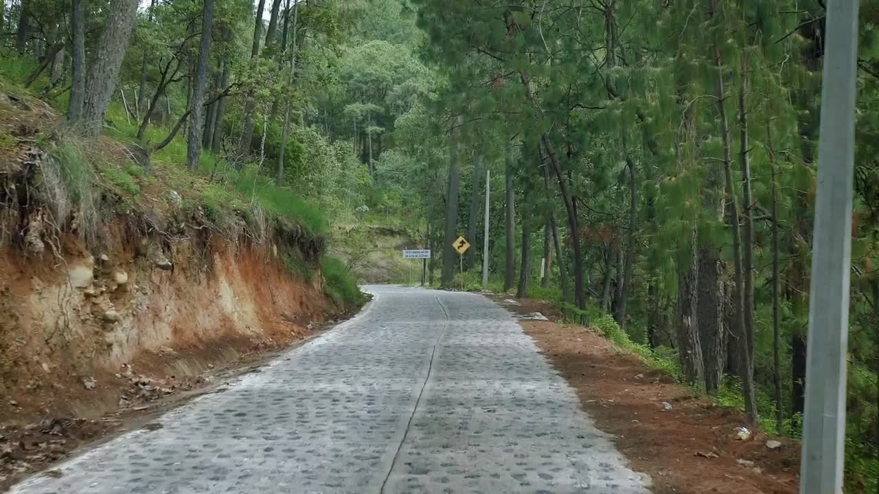 Free Stock Video Walking A Path That Crosses A Dense Forest Live Wallpaper