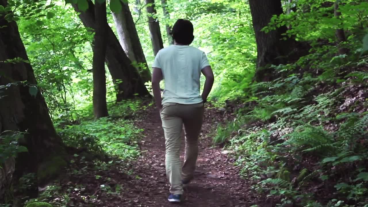 Free Stock Video Walk Through A Forest With A Lot Of Vegetation Live Wallpaper