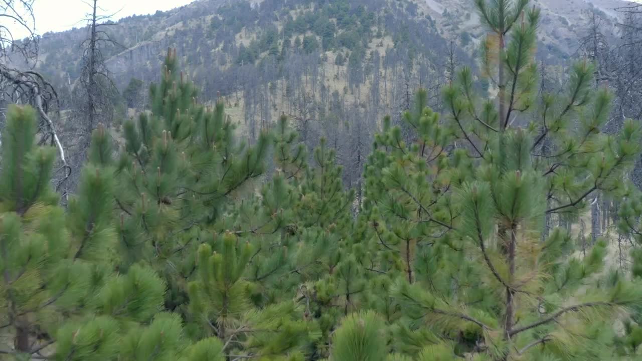 Free Stock Video Types Of Trees In A Forest Live Wallpaper