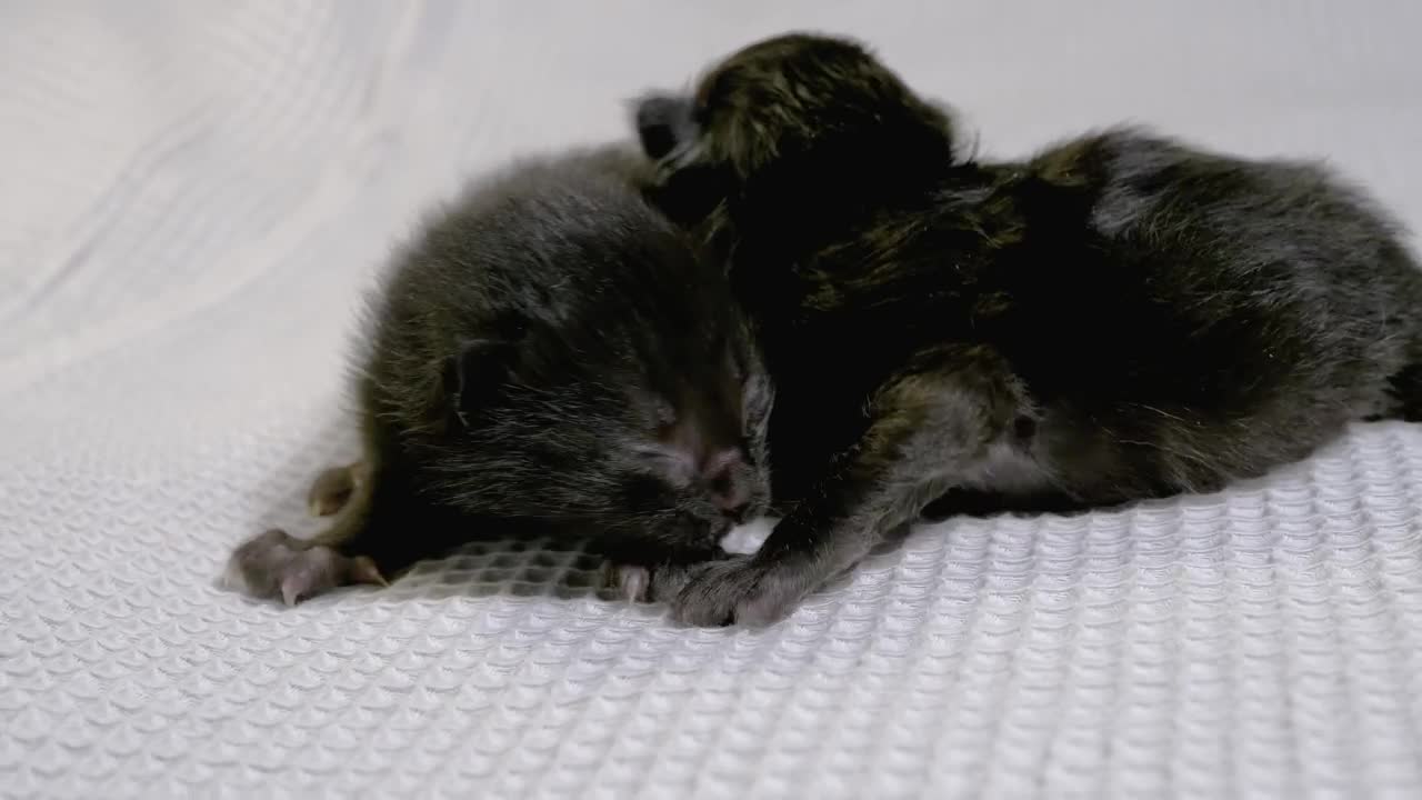 Free Stock Video Two Newborn Black Cats Live Wallpaper