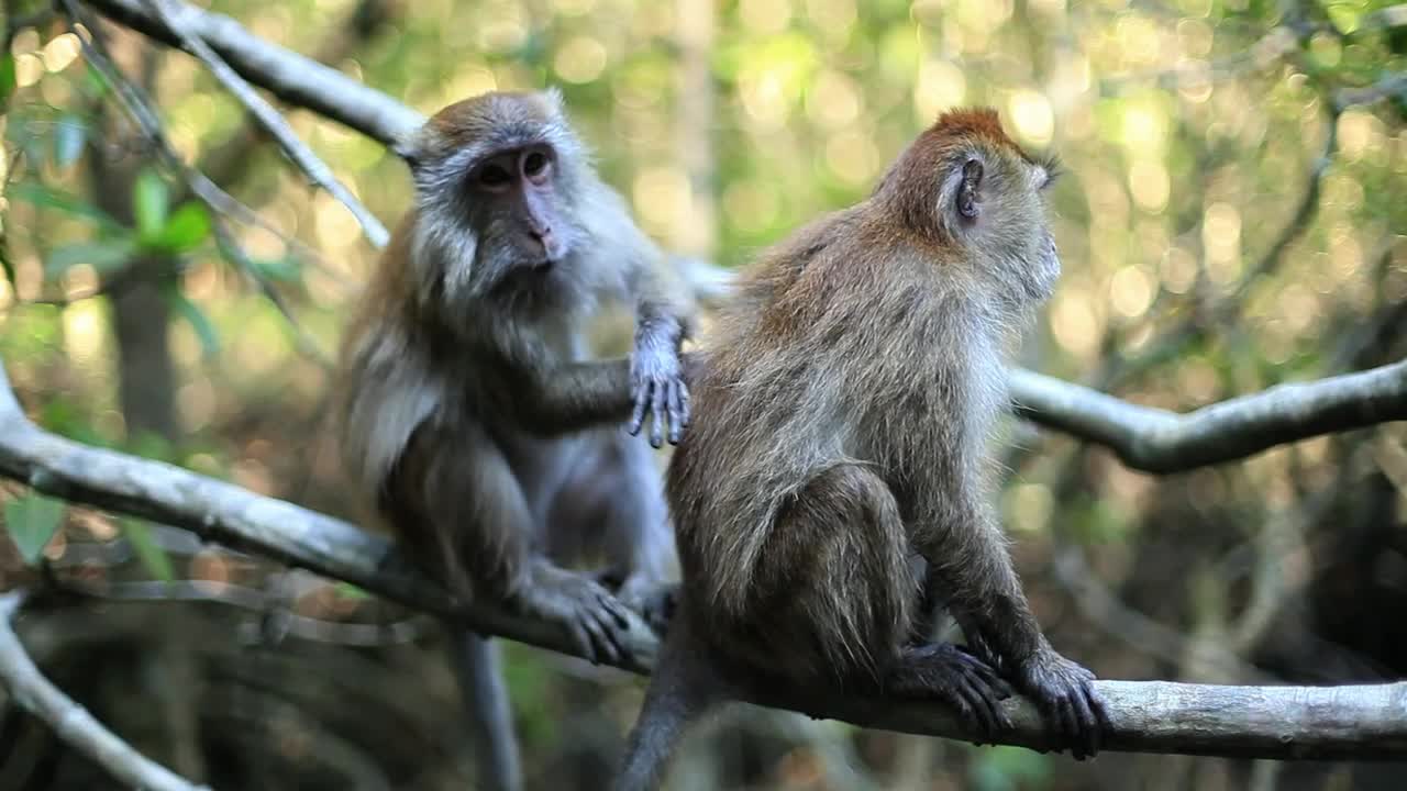 Free Stock Video Two Monkeys On A Tree In The Jungle Live Wallpaper