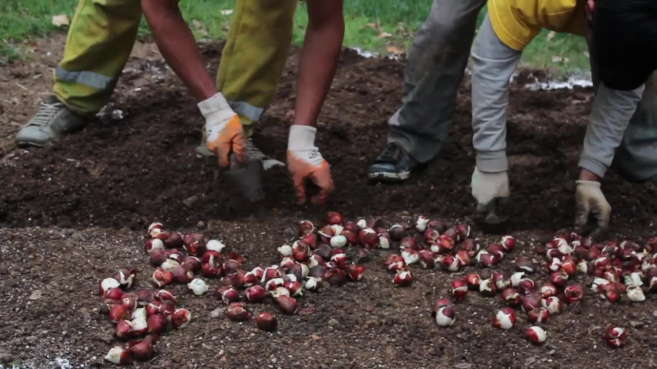 Free Stock Video Two Men Sowing Seeds In The Ground Live Wallpaper
