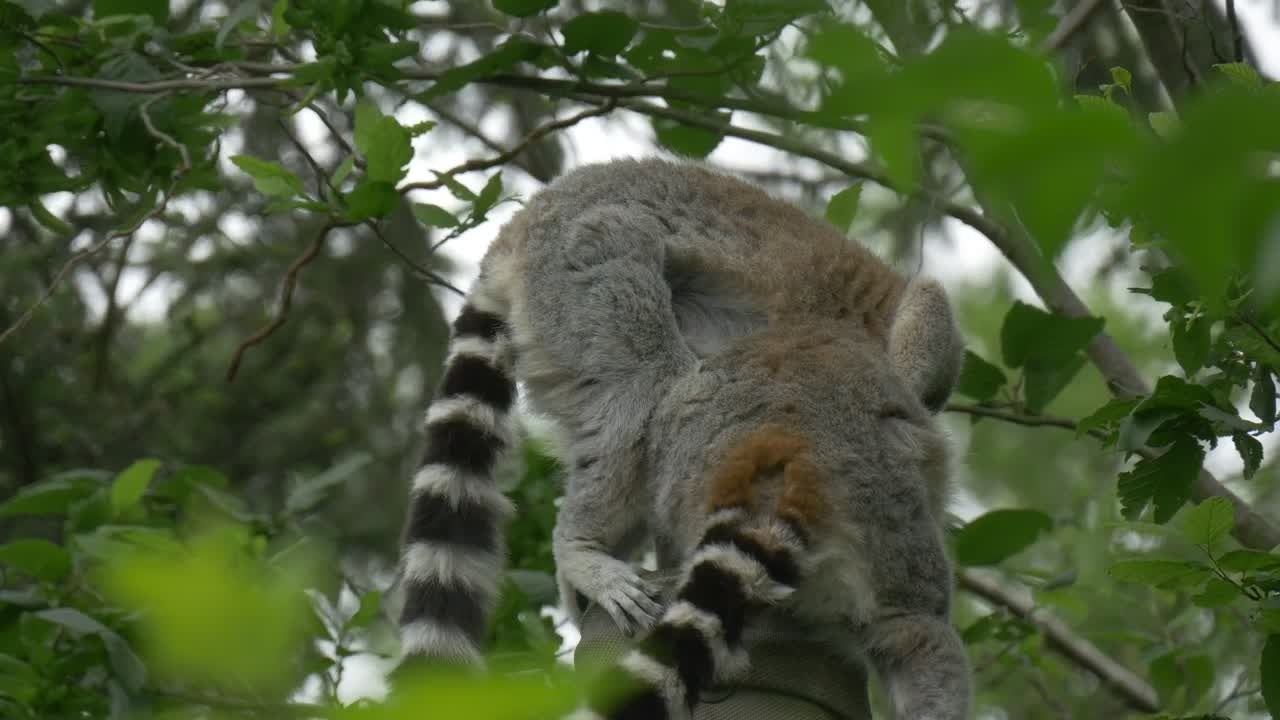 Free Stock Video Two Lemurs Above The Trees In Nature Live Wallpaper